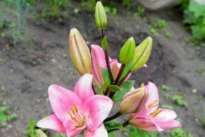 Wie man eine Lilie mit Schuppen, Babys, Stecklingen nach der Blüte und Samen vermehrt