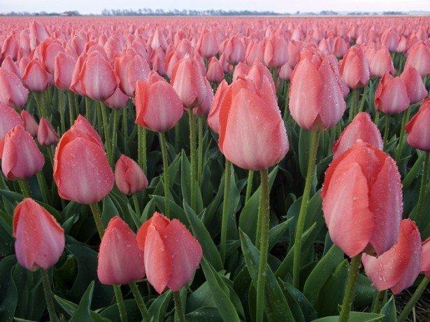 tulipánový triumf Akela