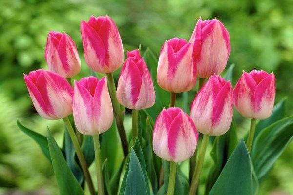 tulipány ružové