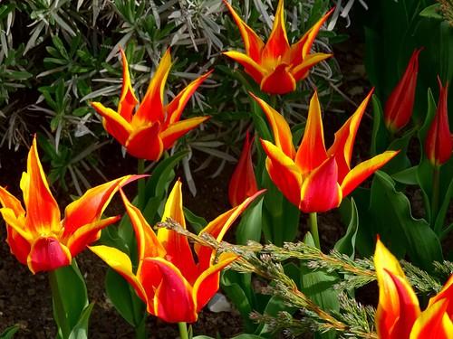Bosque de tulipanes botánicos