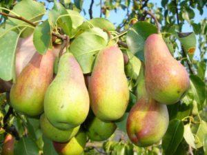 Beskrivning och egenskaper hos päronsorter Rysk skönhet, plantering, odling och vård