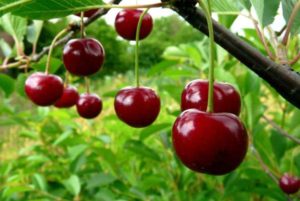 Beskrivning av Ashinskaya körsbärsorten och egenskaperna hos frukt, plantering och vård