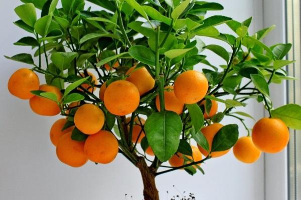 globos naranjas