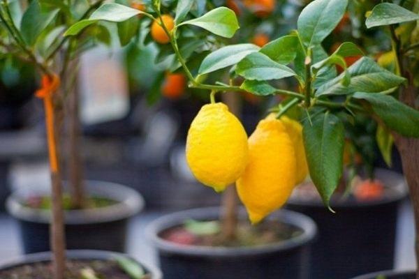 stabla citrusa