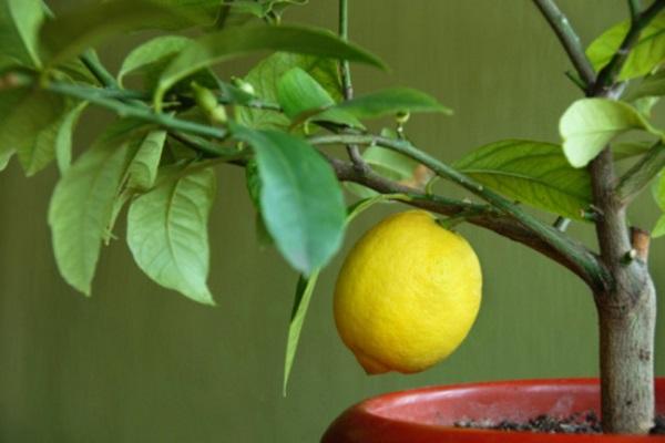 didelė citrina