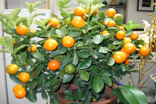 mandarino krūmas