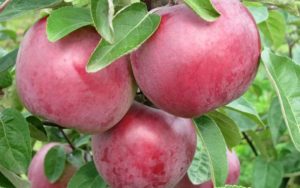 Опис и карактеристике сорте јабука Алесиа, садња, узгој и брига