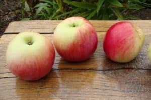 Opis a charakteristika jabloní odrody Augusta, pestovanie, pestovanie a starostlivosť