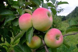 Kenmerken en beschrijving van de Imrus-appelboom, teelt, aanplant en verzorging