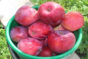 Kovalenkovskoe obelų aprašymas ir savybės, sodinimas, auginimas ir priežiūra
