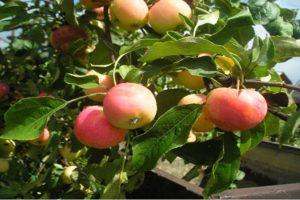 Zavetnoye ābeļu šķirnes apraksts un īpašības, stādīšana, kultivēšana un kopšana