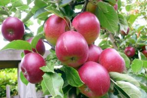 Az Asterisk almafa leírása és jellemzői, termesztés, ültetés és gondozás