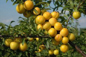 Beskrivning av de bästa sorterna av plommon för Ural, deras plantering och skötsel