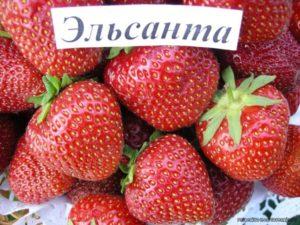 Beskrivning och egenskaper hos Elsanta jordgubbsorten, odling och vård