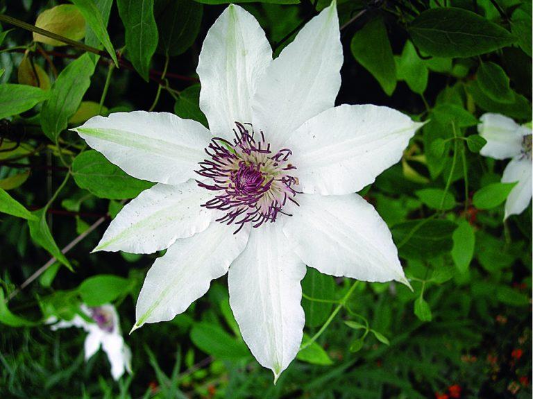 witte clematis