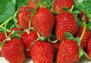 Beskrivning och egenskaper hos jordgubbar av sorten Albion, odling och skötsel