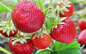 Les meilleures variétés de fraises imberbes, reproduction, plantation et soins