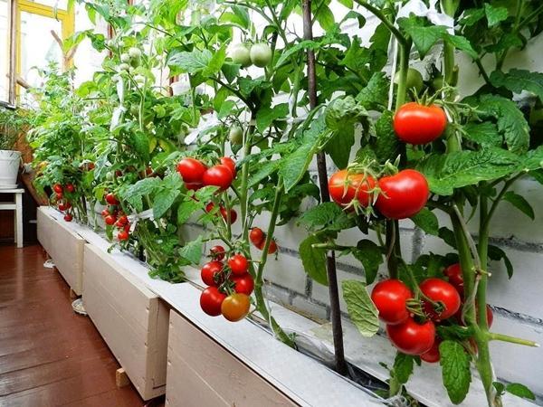 Cultivo de tomate en casa