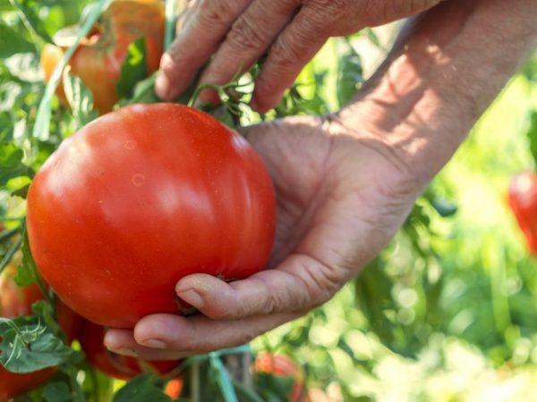 Variedad de tomate cosechada en Siberia