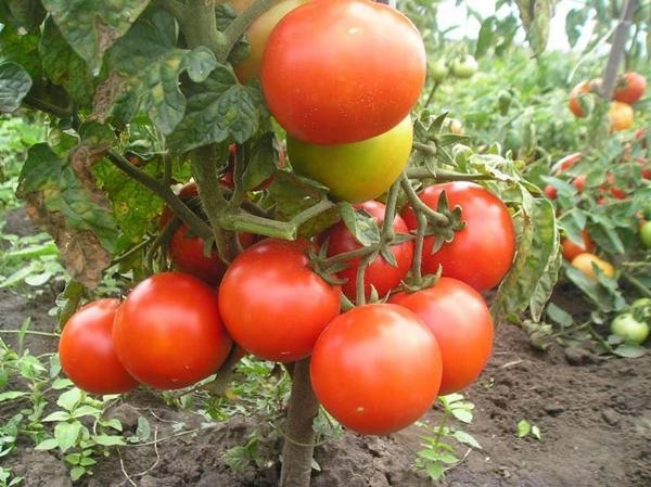 Variedad de tomate para la región de Moscú