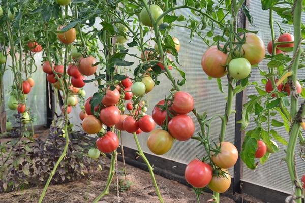 Variedad de tomate para los Urales