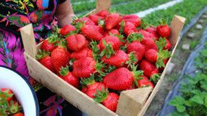 Beskrivning och egenskaper för jordgubbar från Elizaveta, plantering och skötsel