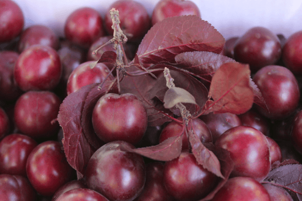 Prugna rossa ciliegia