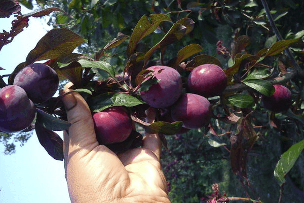 Cherry Lama