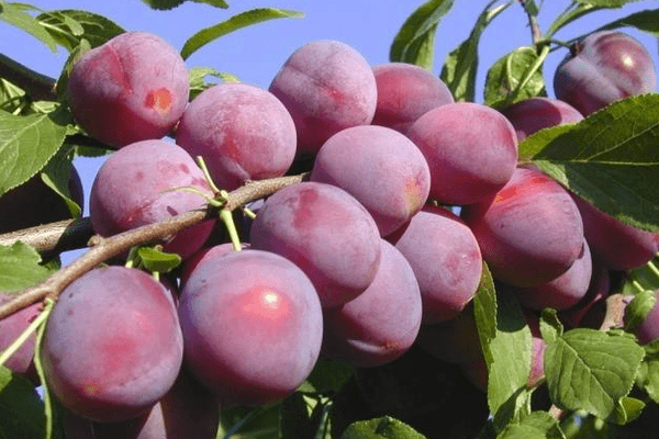 Prune rosii de cirese