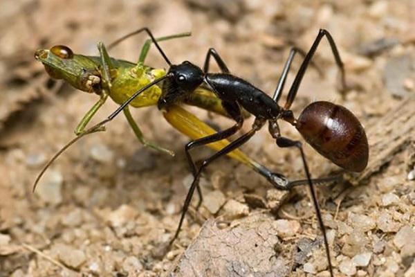 skruzdėlių mūšis