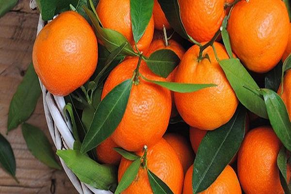 mandarin gyümölcs