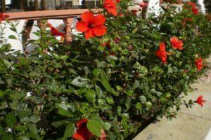 Reproduction, culture et entretien de l'hibiscus de jardin