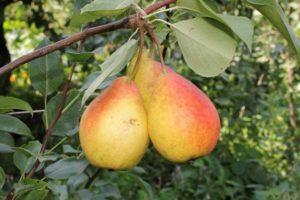 Beskrivning av de bästa sorterna päron för Sibirien, plantering och vård