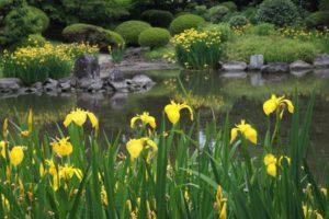 Beskrivelse af marsk iris, plantning, dyrkning og pleje i det åbne felt