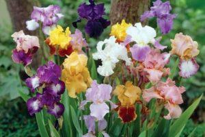 Description des variétés d'iris barbus, plantation et soins en plein champ