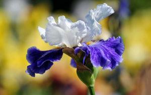 Wie man Iris durch Samen vermehrt und zu Hause wächst