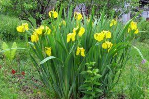 Beskrivelse af sorter af iris, plantning, dyrkning, pleje i det åbne felt