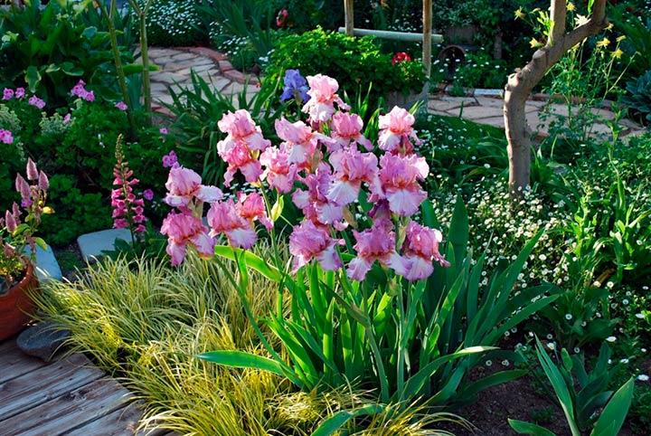 vackra iris