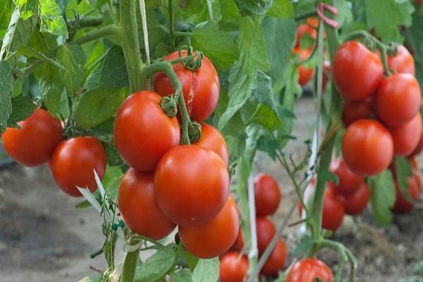 švieži pomidorai