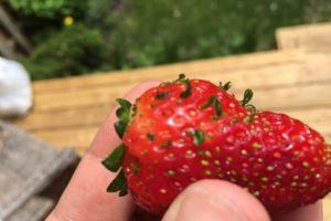 Comment obtenir des graines de fraises à partir de baies, règles de collecte à la maison