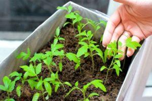 Hoe en wanneer tomaten voor zaailingen thuis te planten, geheimen en timing