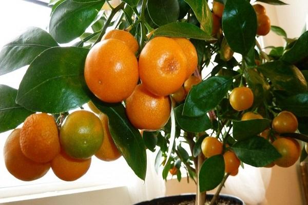 mazie mandarīni