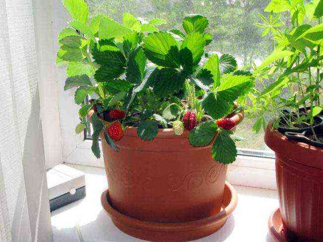 jahody na balkóne