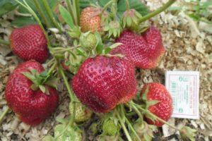 Beschreibung der Erdbeersorte Chamora Turusi, Pflanzen, Wachsen und Pflegen