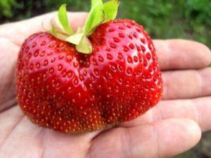 Beskrivning och egenskaper hos jordgubbssorten Gigantella, plantering, odling och skötsel