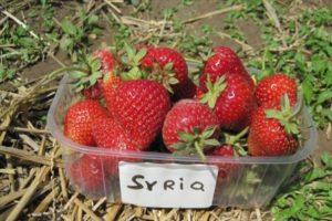 Opis a charakteristika odrody jahôd Sýria, pestovanie a starostlivosť
