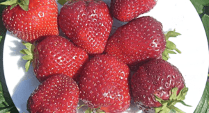 Beskrivning och egenskaper hos Vima Rina jordgubbar, plantering och skötsel
