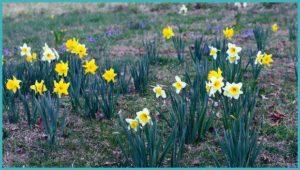 Mikor kell átültetni a nárciszokat egy másik helyre, tavasszal vagy ősszel