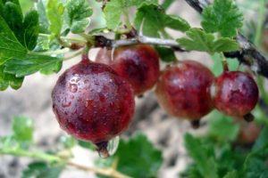 Descrizione e caratteristiche della varietà, coltivazione e cura dell'uva spina console