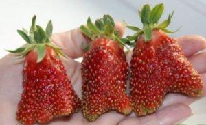 Description et caractéristiques de la variété de fraises Kupchikha, culture et entretien